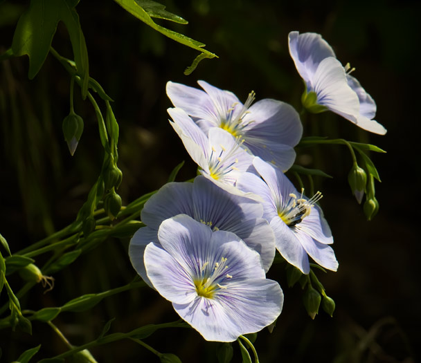 flax